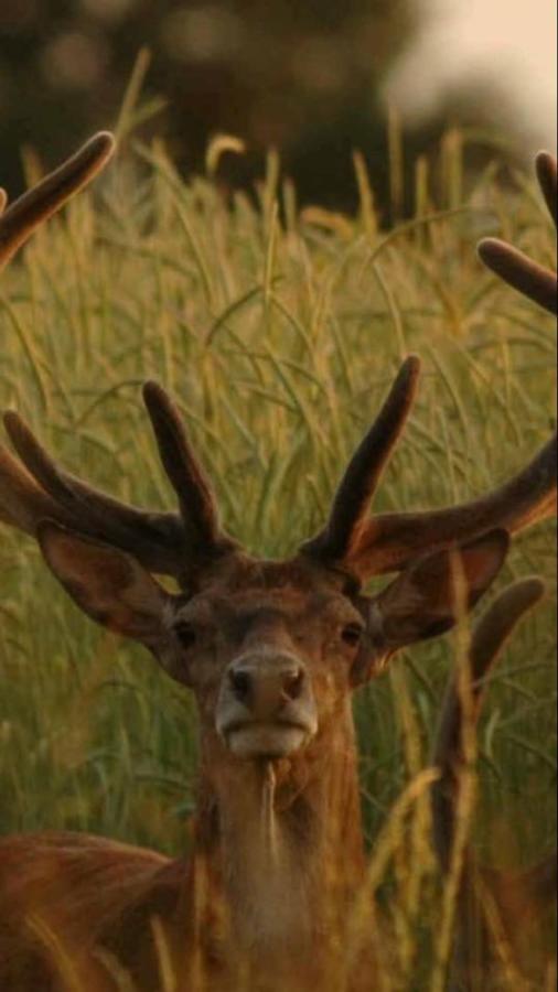 L'Hotie De Broceliande, Au Coeur Des Sites Naturels Et Legendaires Paimpont Eksteriør bilde