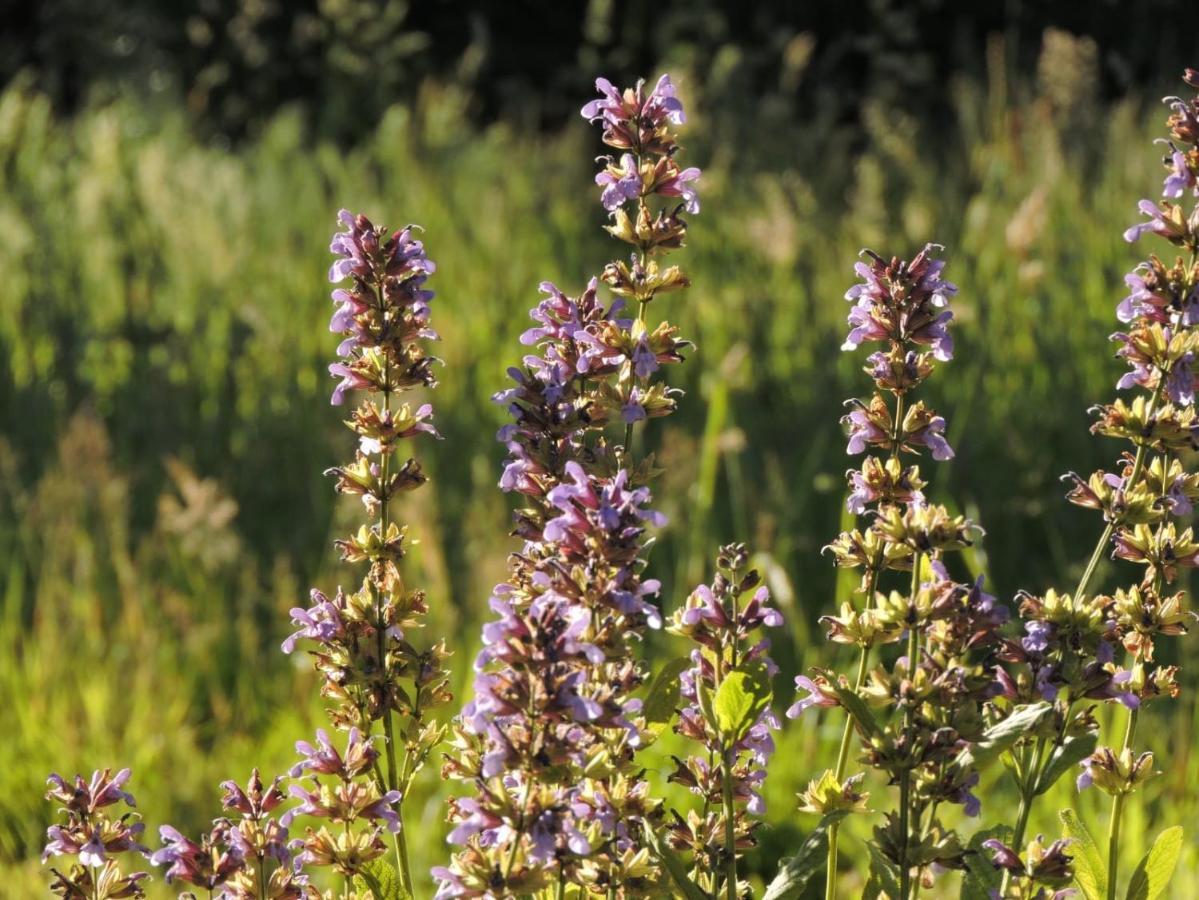 L'Hotie De Broceliande, Au Coeur Des Sites Naturels Et Legendaires Paimpont Eksteriør bilde