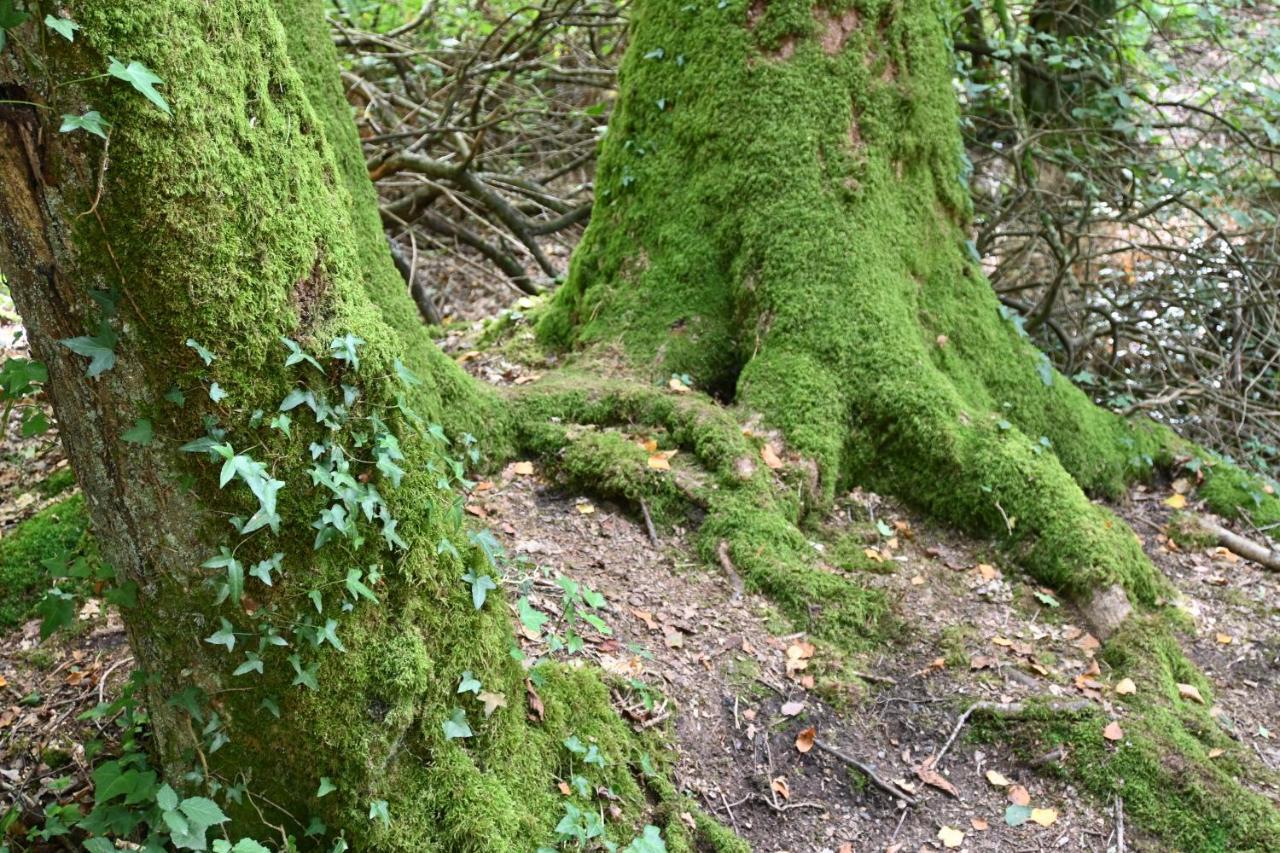 L'Hotie De Broceliande, Au Coeur Des Sites Naturels Et Legendaires Paimpont Eksteriør bilde