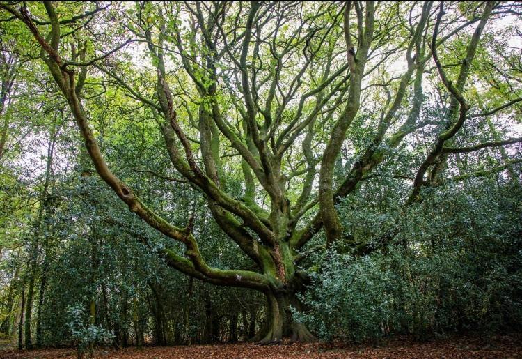 L'Hotie De Broceliande, Au Coeur Des Sites Naturels Et Legendaires Paimpont Eksteriør bilde