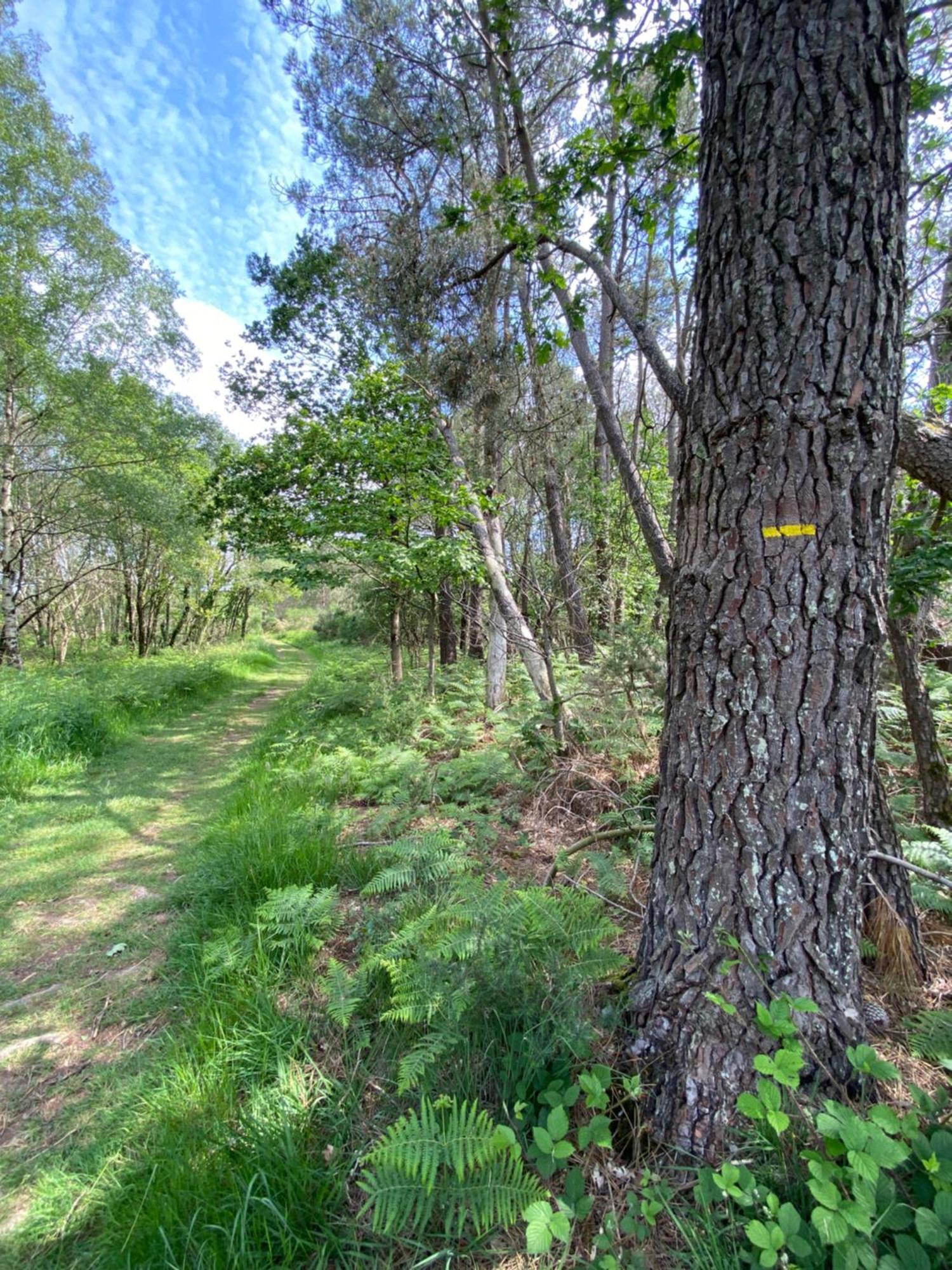 L'Hotie De Broceliande, Au Coeur Des Sites Naturels Et Legendaires Paimpont Eksteriør bilde