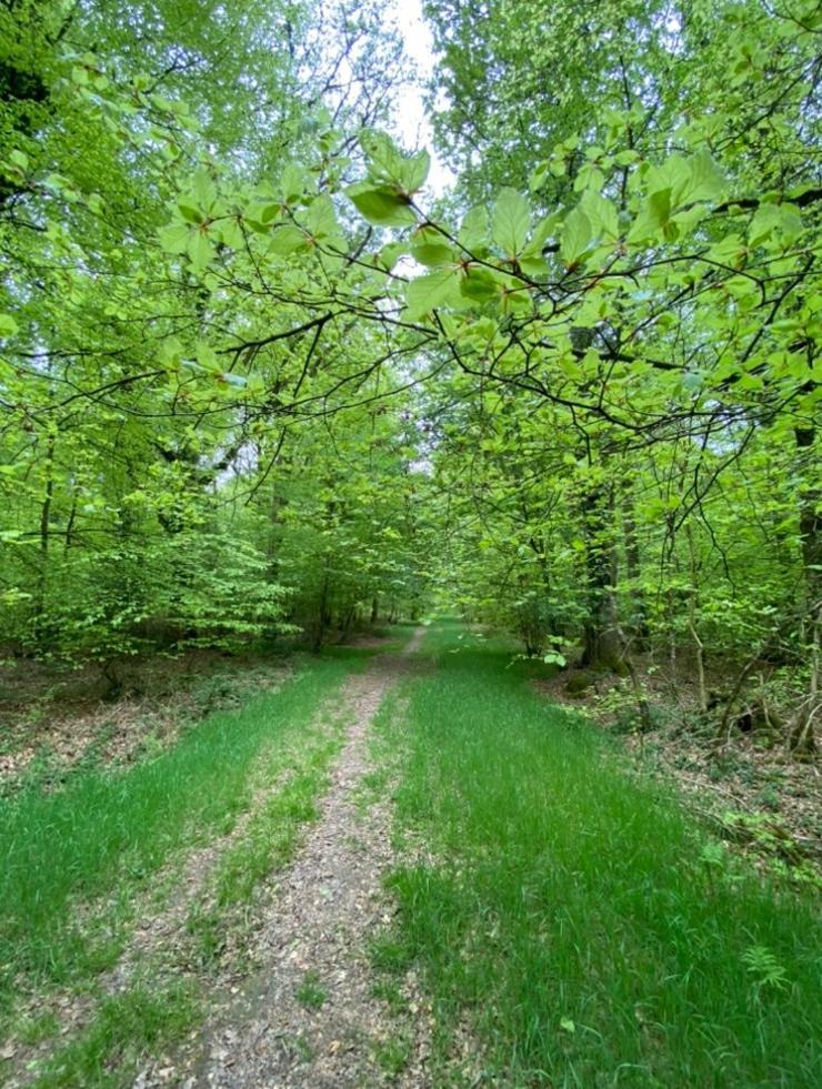 L'Hotie De Broceliande, Au Coeur Des Sites Naturels Et Legendaires Paimpont Eksteriør bilde